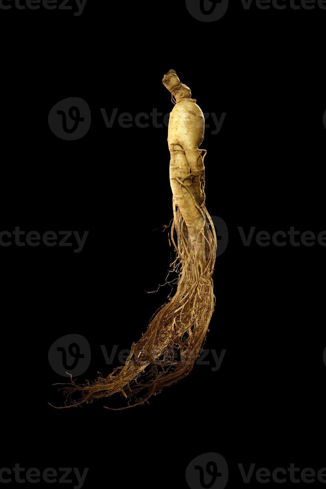 premium korean ginseng photo