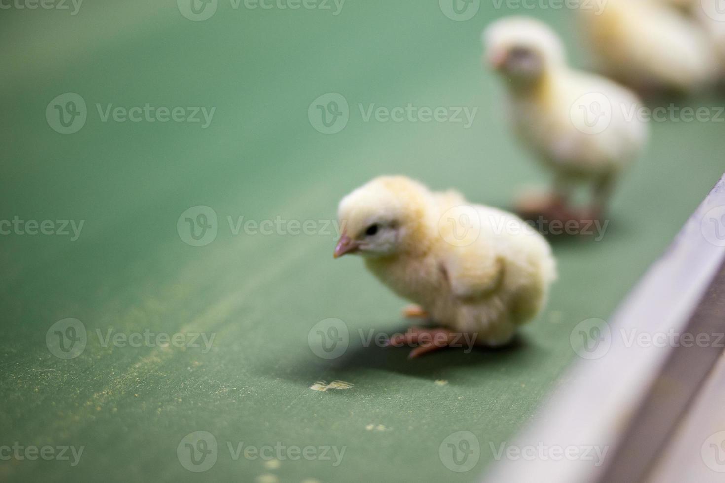 pollitos recién nacidos en bandeja, negocio avícola. negocio de granjas de pollos con alta agricultura y uso de tecnología en la agricultura para seleccionar la línea de proceso de género de pollo foto