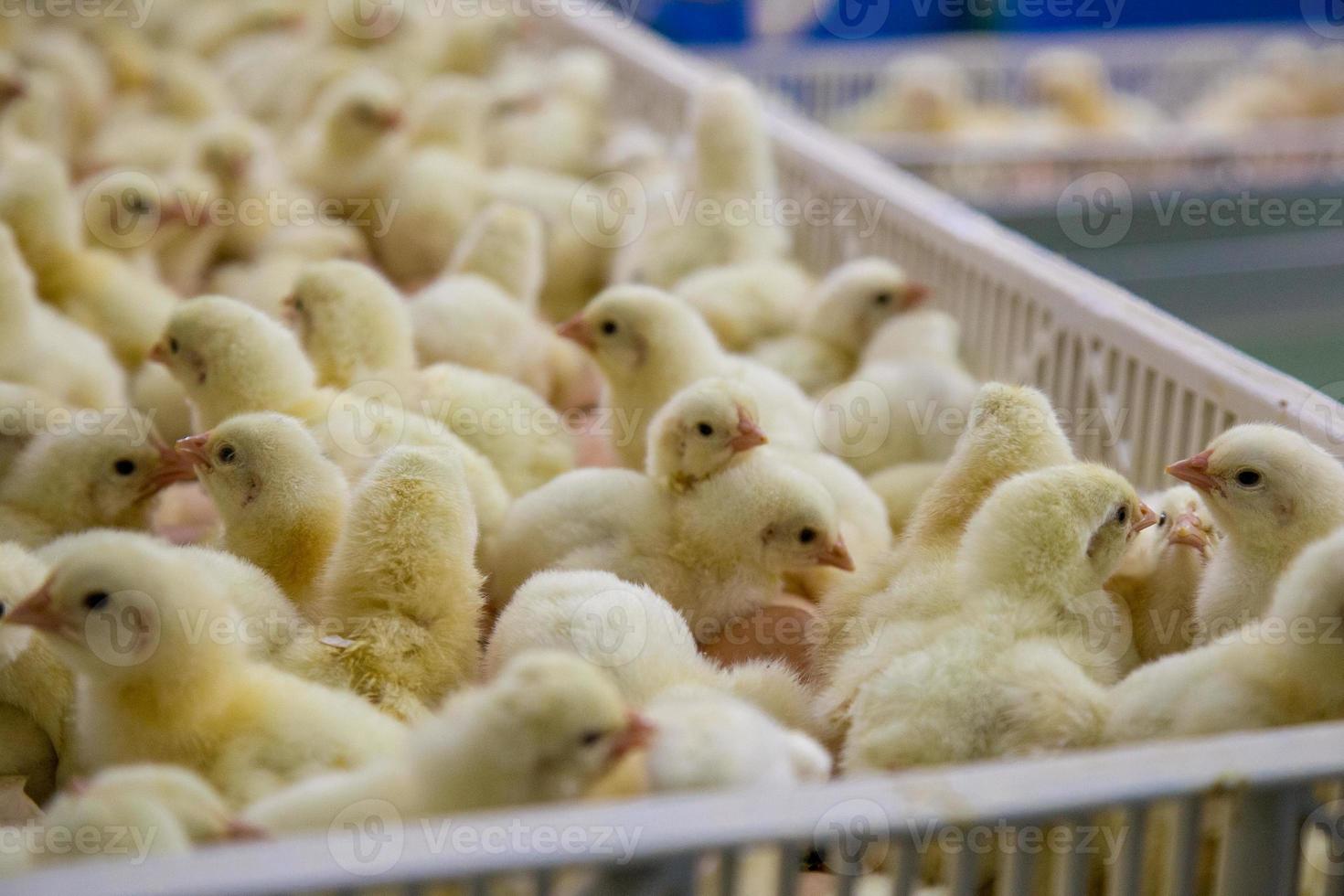 pollitos recién nacidos en bandeja, negocio avícola. negocio de granjas de pollos con alta agricultura y uso de tecnología en la agricultura para seleccionar la línea de proceso de género de pollo foto
