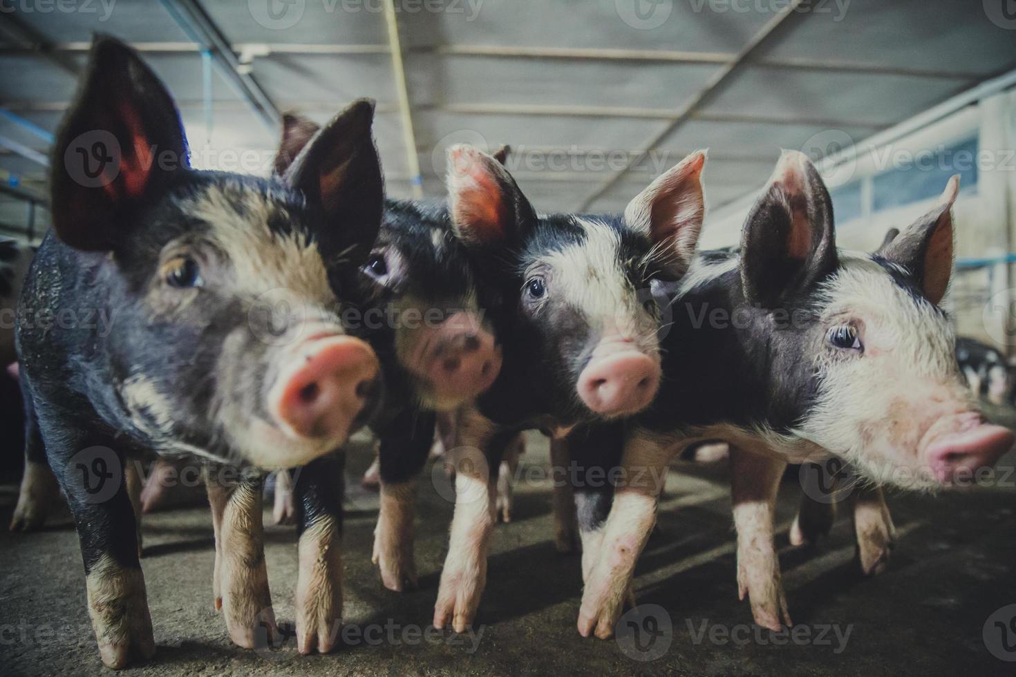 granja de cría de cerdos en el negocio porcino en una granja de vivienda interior ordenada y limpia, con lechones de alimentación de la madre porcina foto