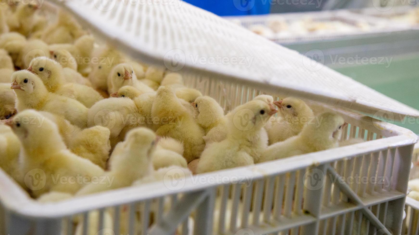 Baby Chickens just born on tray, Poultry Business. chicken farm business with high farming and using technology on farming on Selecting chicken gender process line photo