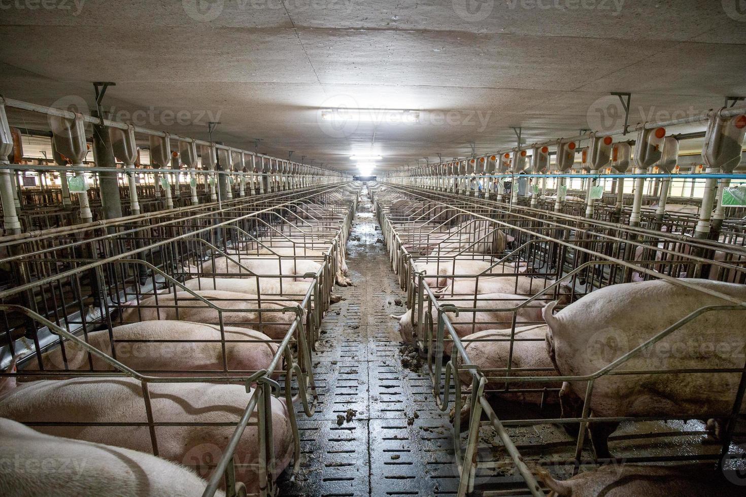 granja de cría de cerdos en el negocio porcino en una granja de vivienda interior ordenada y limpia, con lechones de alimentación de la madre porcina foto