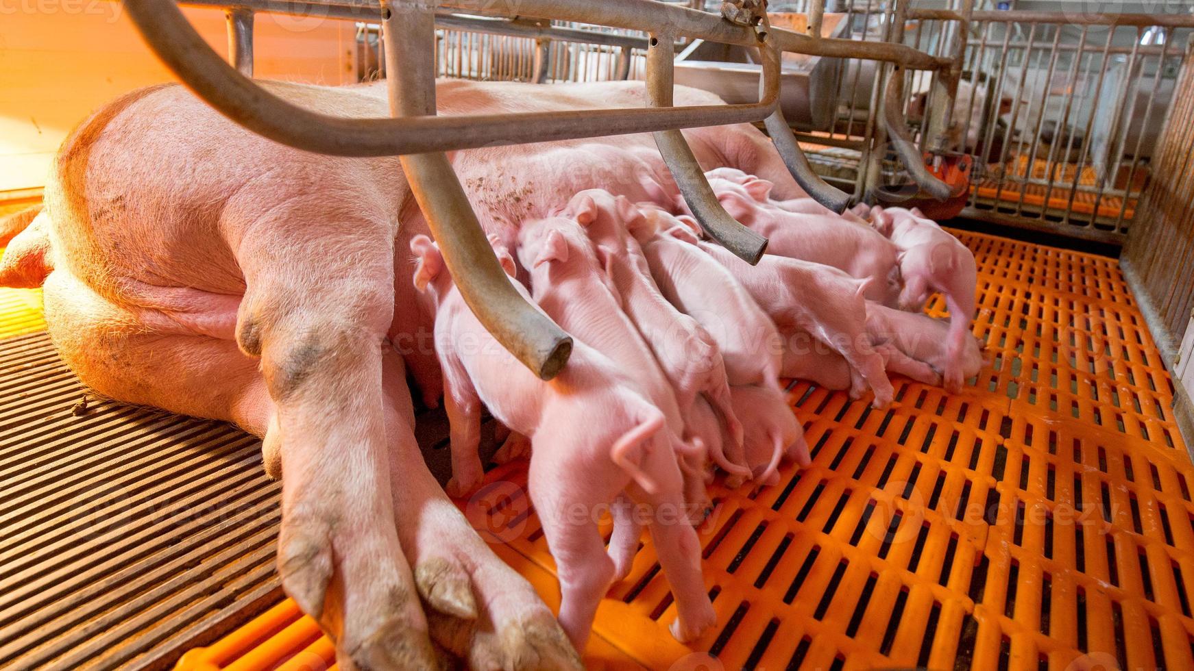 granja de cría de cerdos en el negocio porcino en una granja de vivienda interior ordenada y limpia, con lechones de alimentación de la madre porcina foto