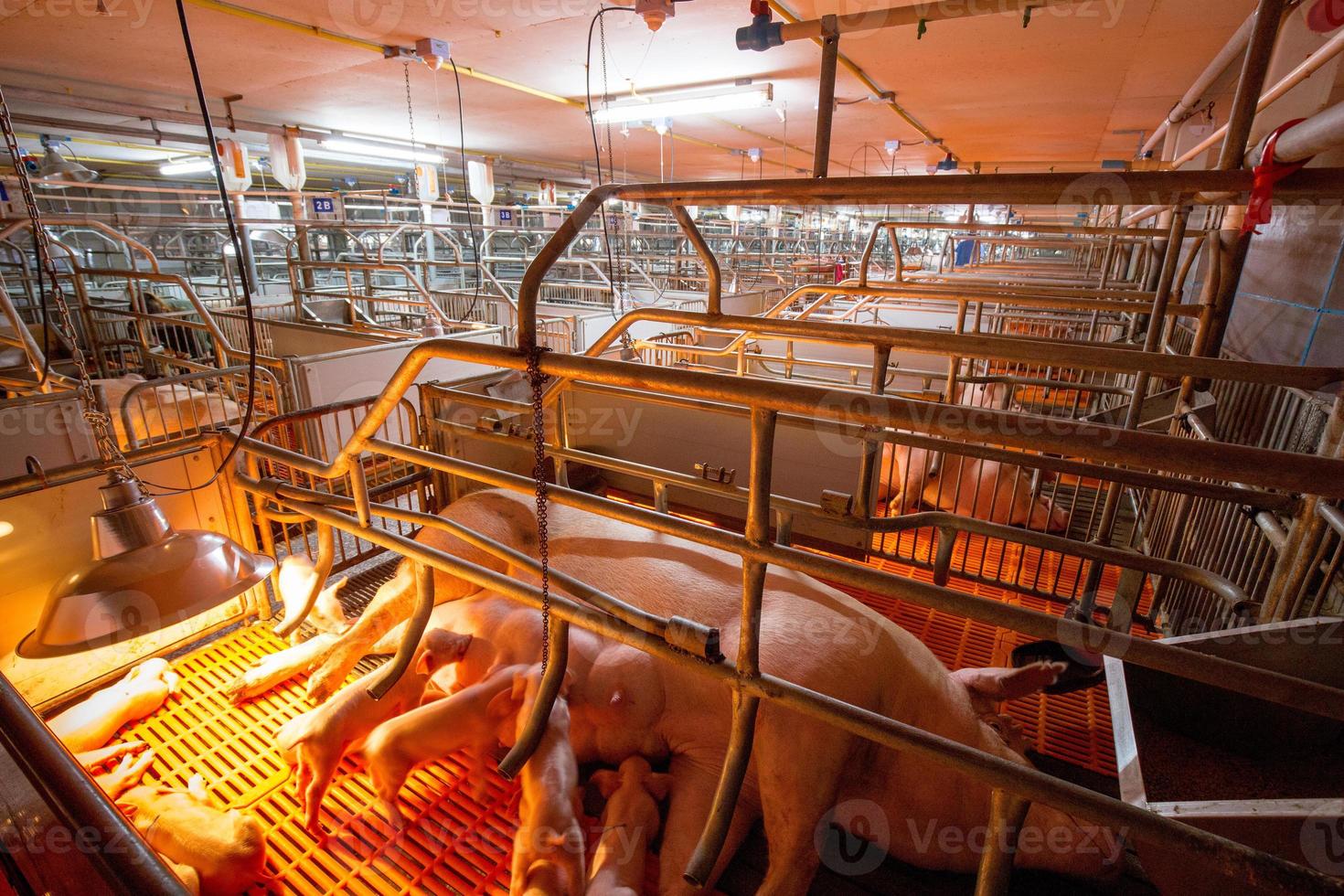 Curious pigs in Pig Breeding farm in swine business in tidy and clean indoor housing farm, with pig mother feeding piglet photo