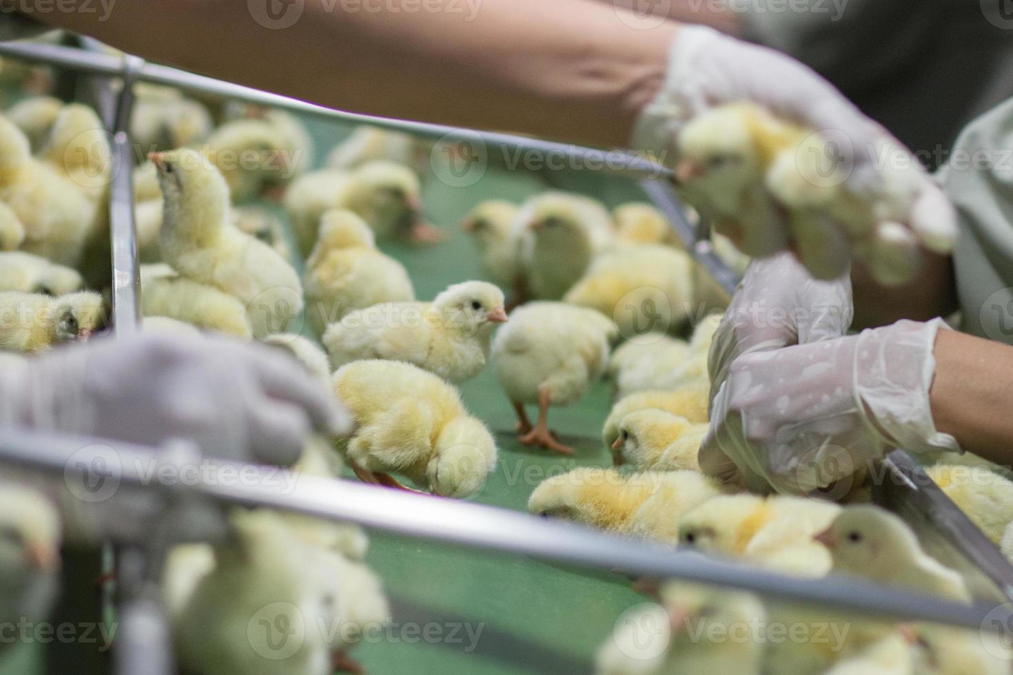 Baby Chickens just born on tray, Poultry Business. chicken farm business with high farming and using technology on farming on Selecting chicken gender process line photo