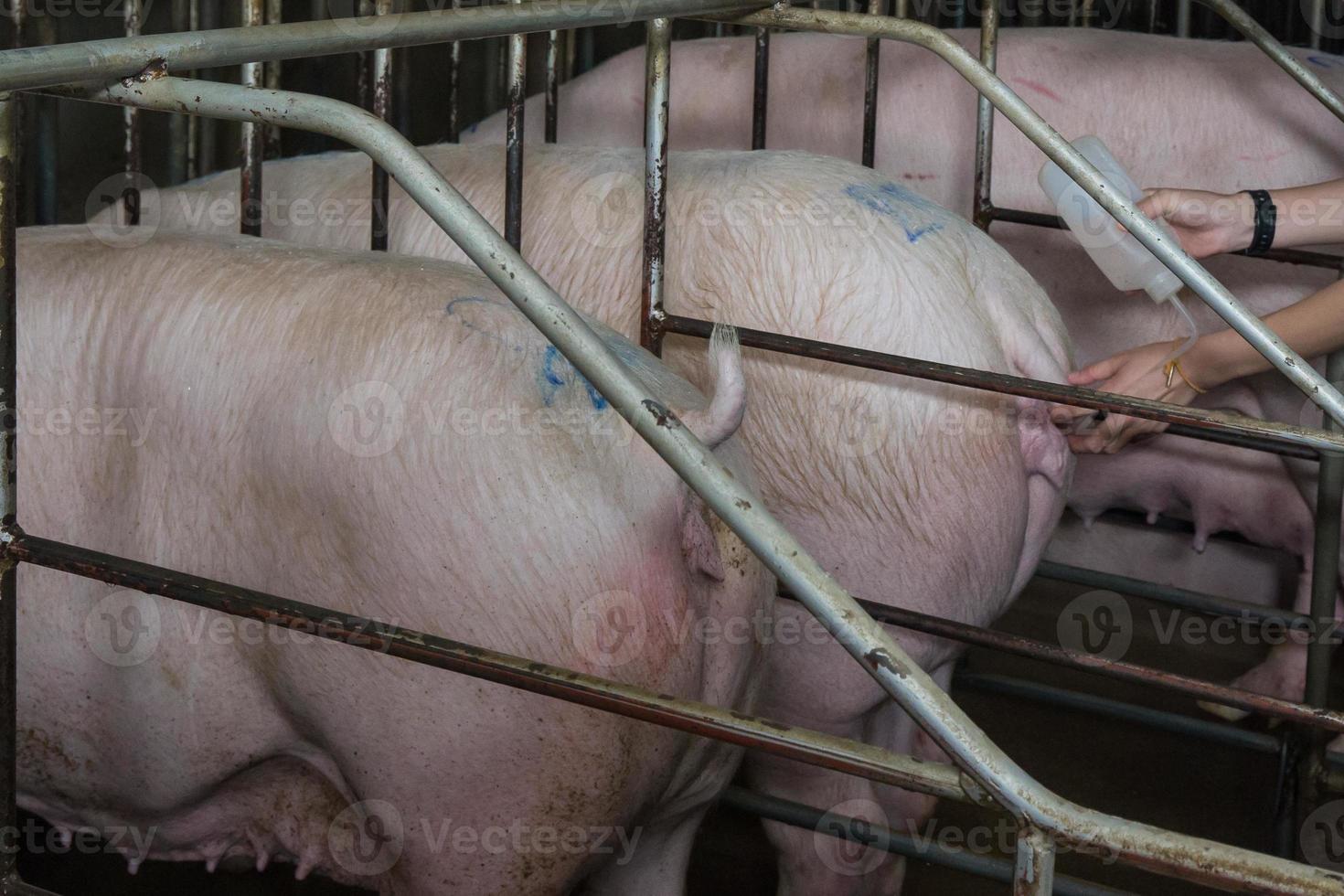 Curious pigs in Pig Breeding farm in swine business in tidy and clean indoor housing farm, with pig mother feeding piglet photo