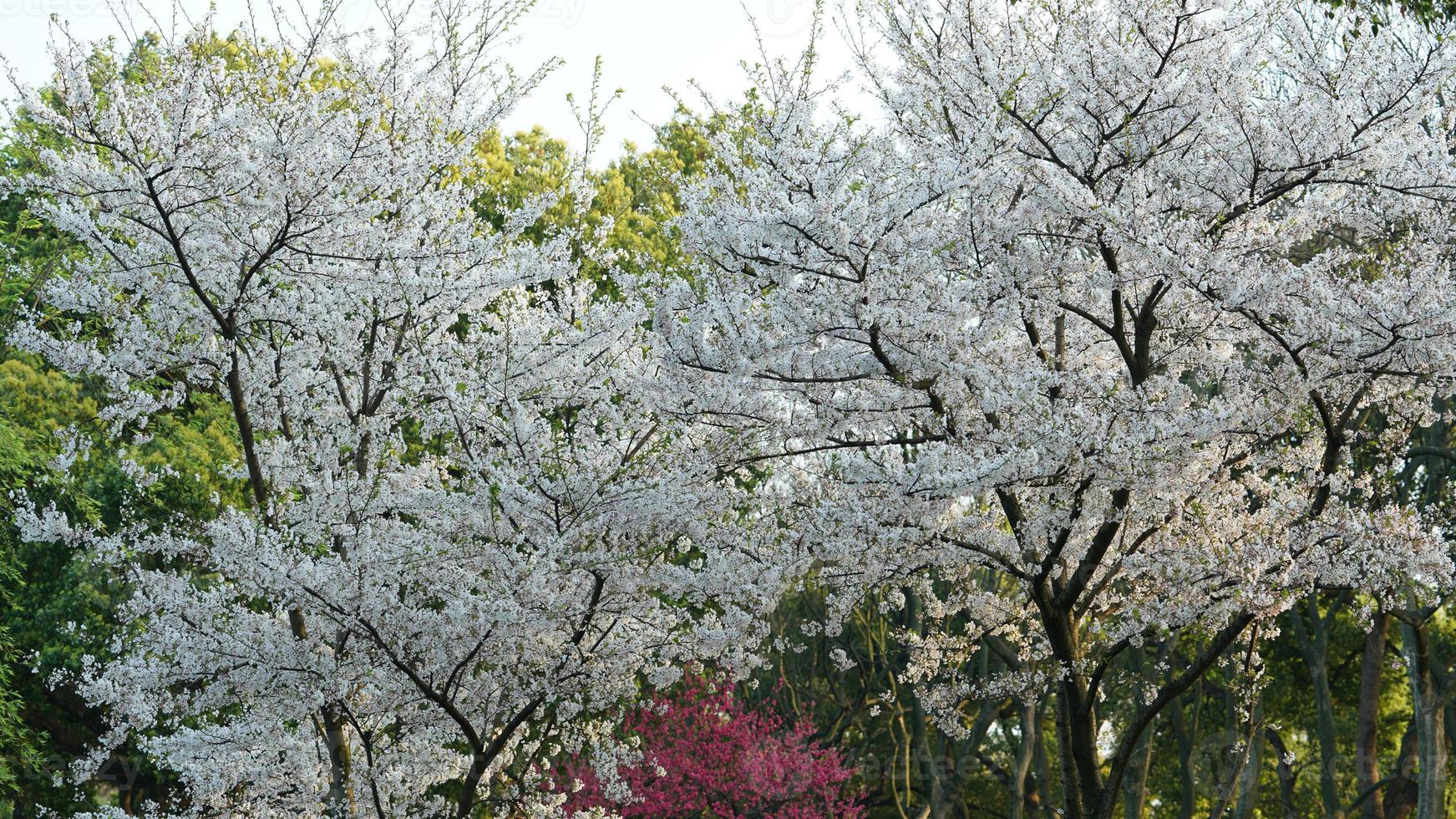 The beautiful cherry flowers blooming in the park in China in spring photo