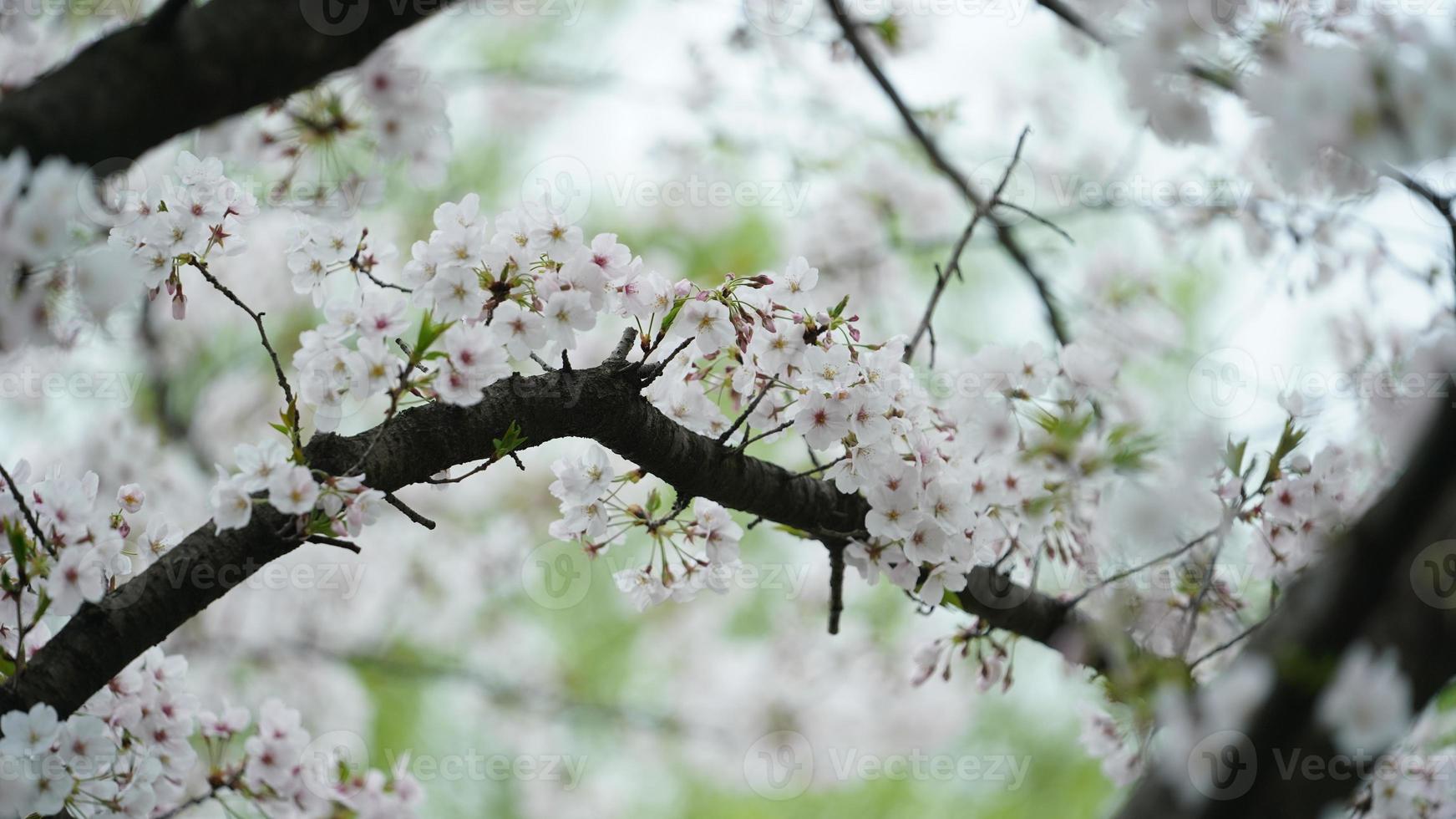 The beautiful cherry flowers blooming in the park in China in spring photo