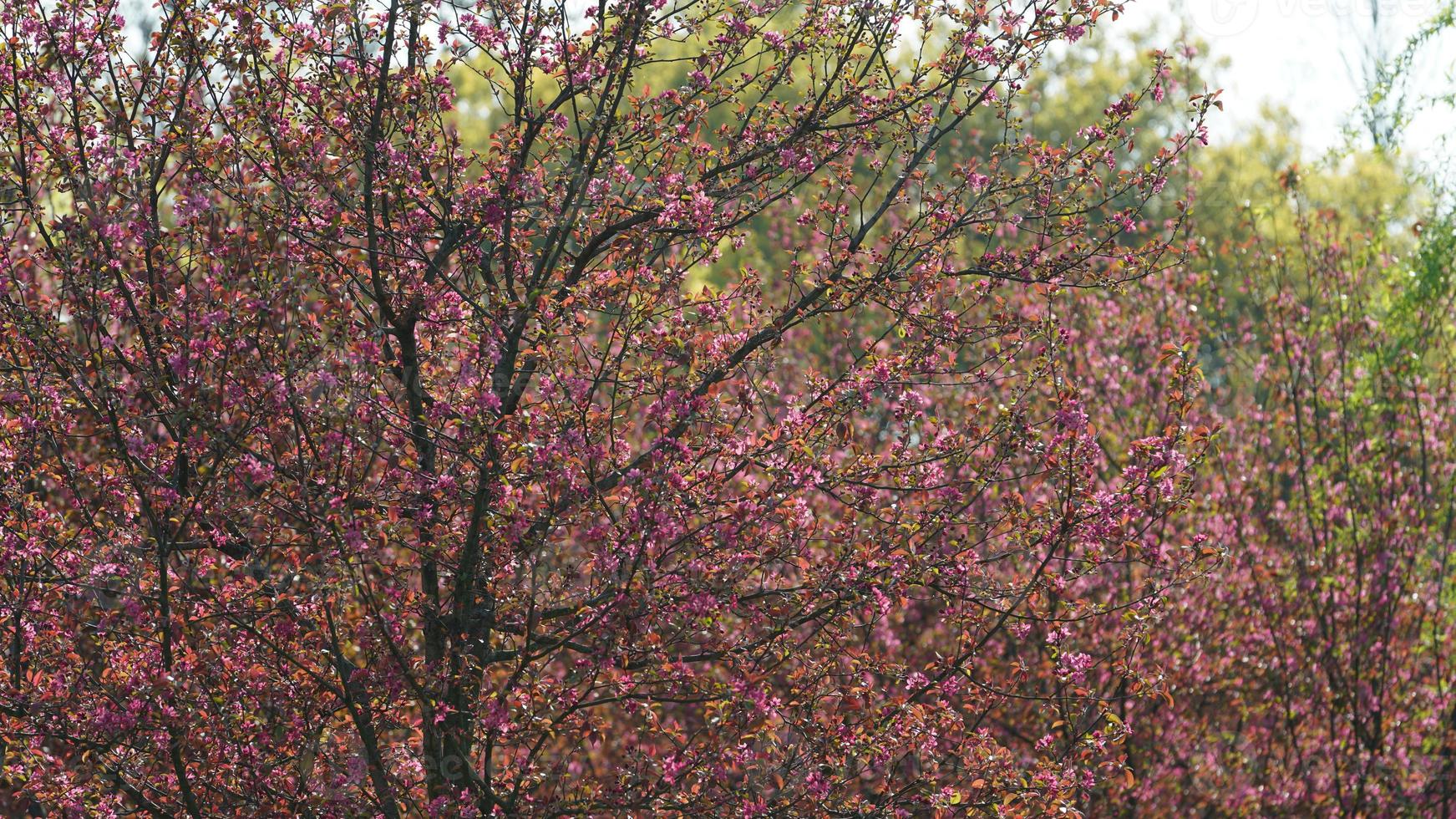 The beautiful cherry flowers blooming in the park in China in spring photo
