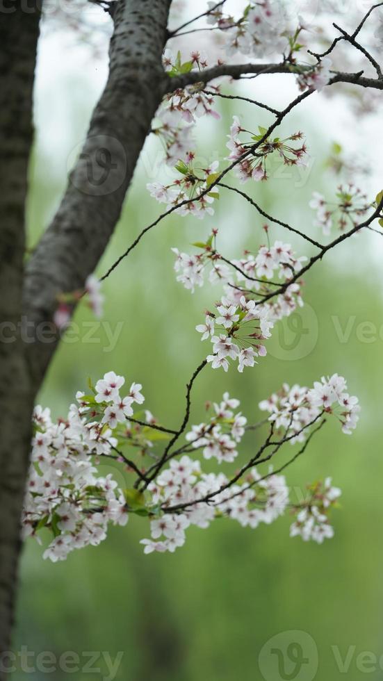 las hermosas flores de cerezo que florecen en el parque en china en primavera foto