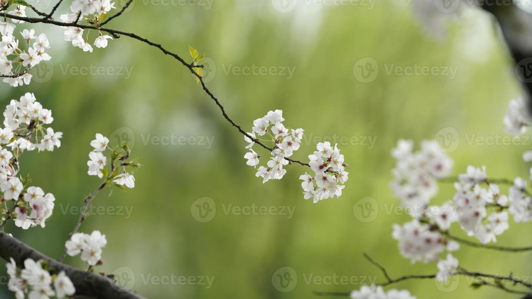 The beautiful cherry flowers blooming in the park in China in spring photo