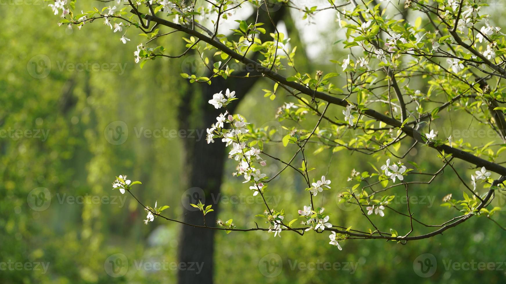 The beautiful cherry flowers blooming in the park in China in spring photo