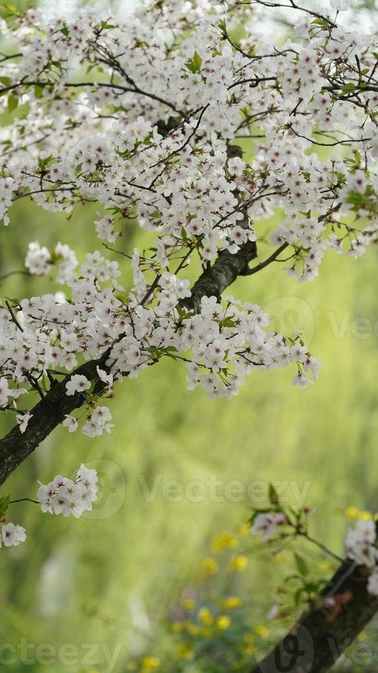 las hermosas flores de cerezo que florecen en el parque en china en primavera foto