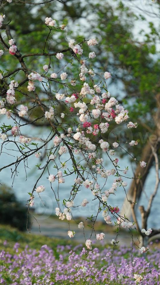 The beautiful cherry flowers blooming in the park in China in spring photo