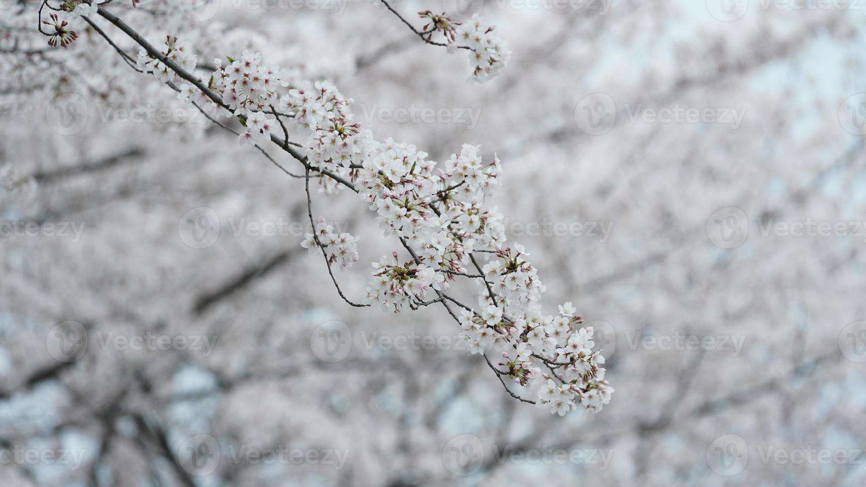 las hermosas flores de cerezo que florecen en el parque en china en primavera foto