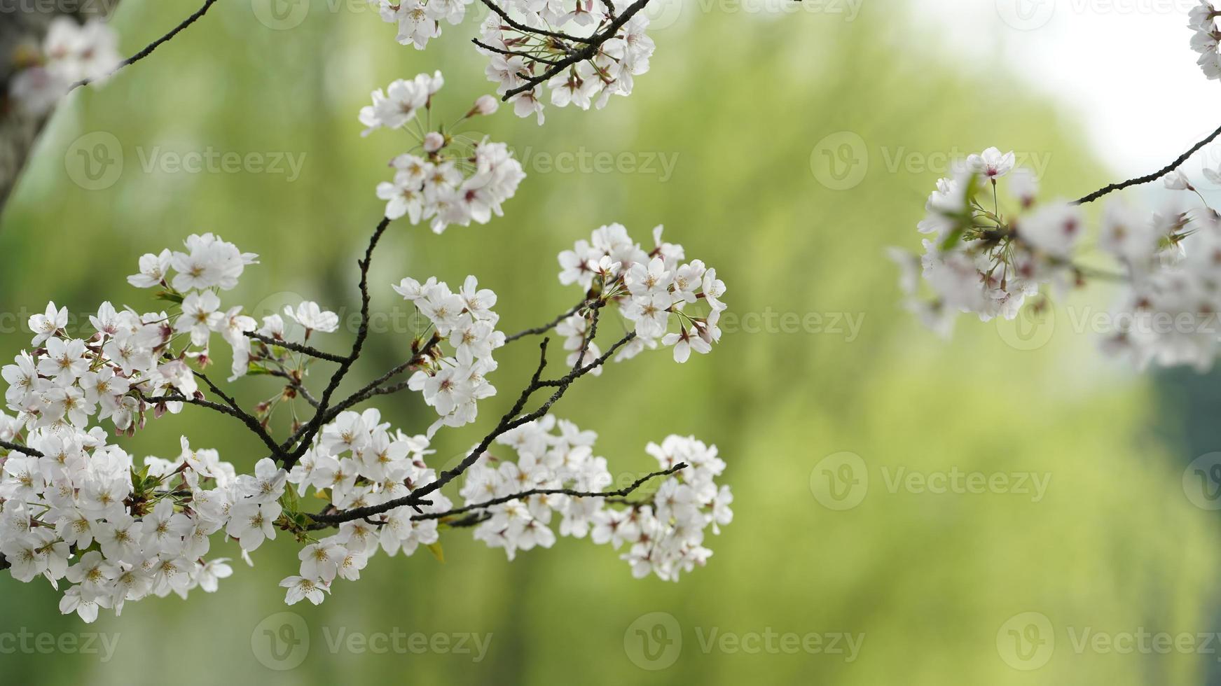 The beautiful cherry flowers blooming in the park in China in spring photo