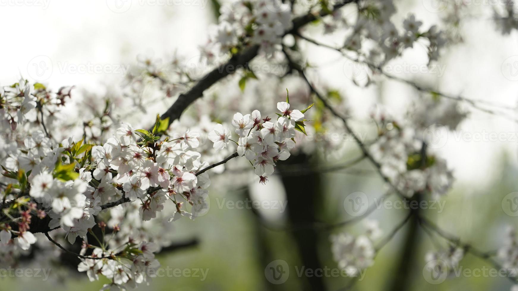 las hermosas flores de cerezo que florecen en el parque en china en primavera foto