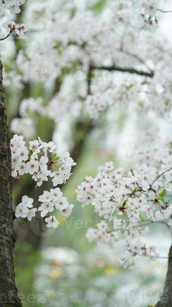The beautiful cherry flowers blooming in the park in China in spring photo