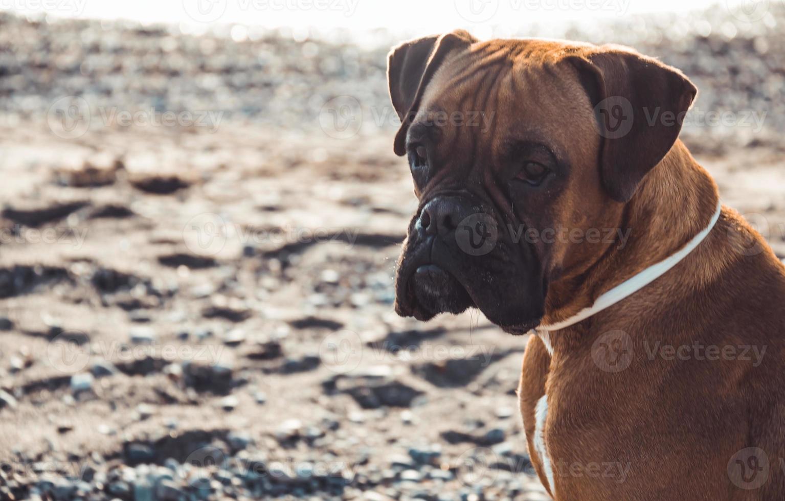 Boxer dog on the beach. Face expression and poses. Copy space photo