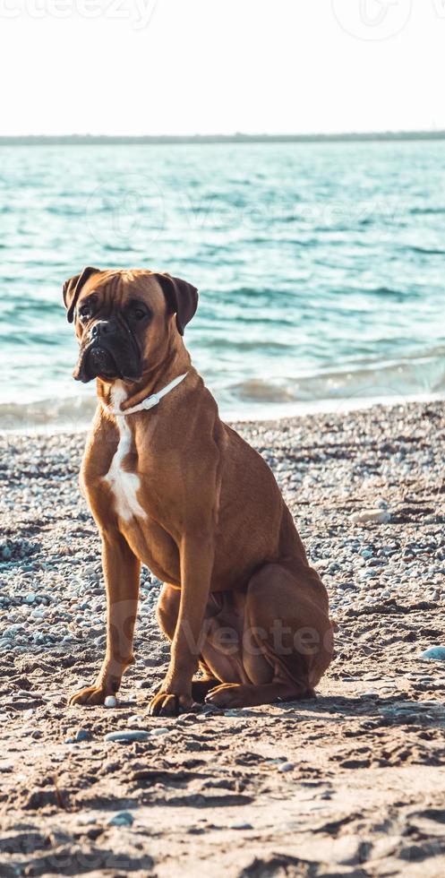 Boxer dog on the beach. Face expression and poses. Copy space photo