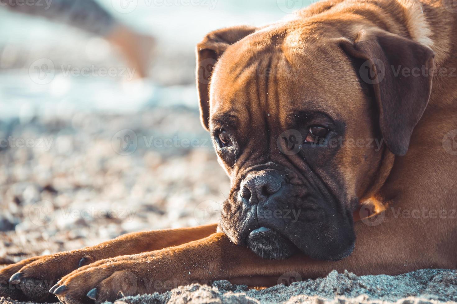 Boxer dog on the beach. Face expression and poses. Copy space photo