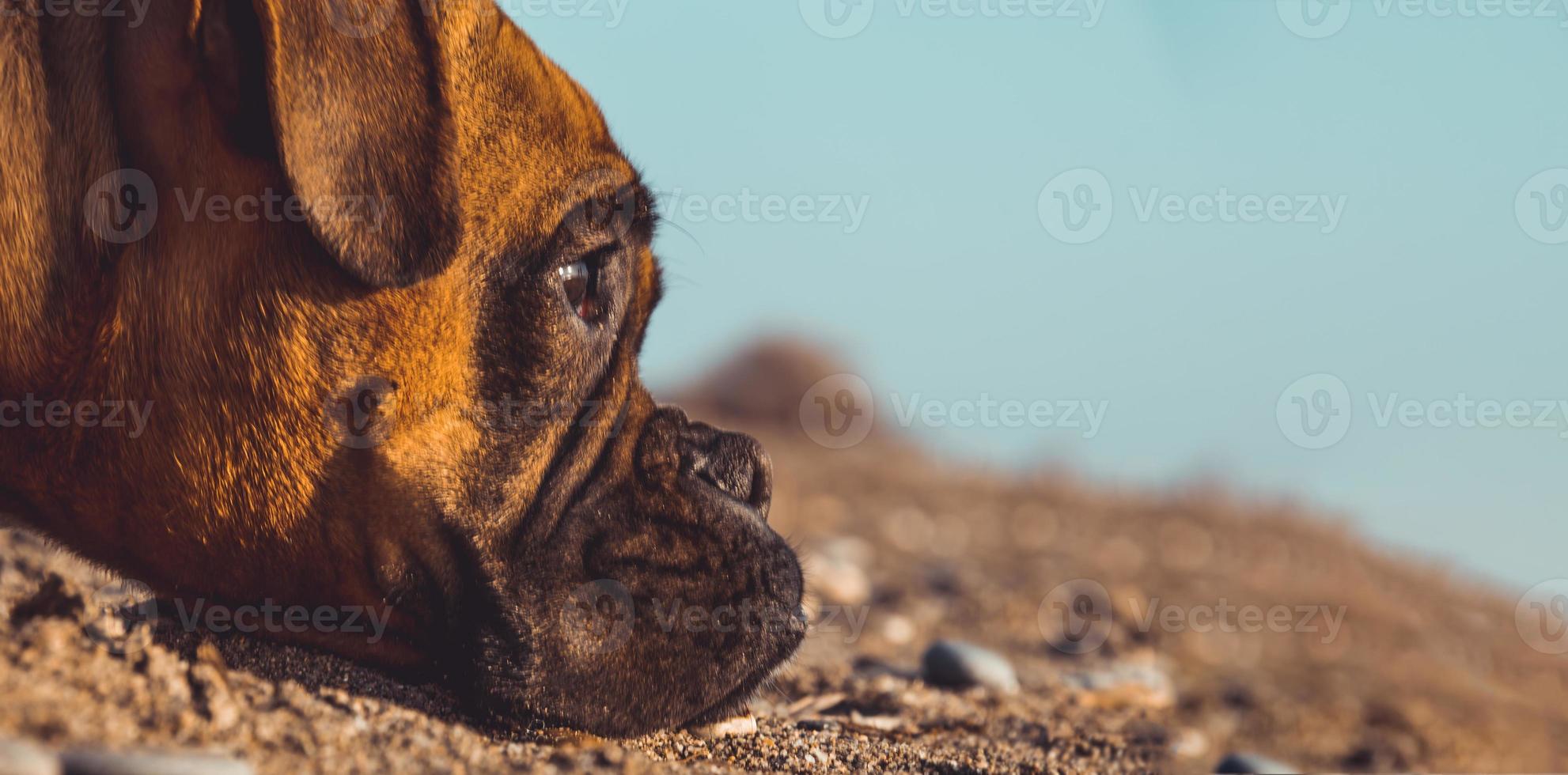 Boxer dog on the beach. Face expression and poses. Copy space photo