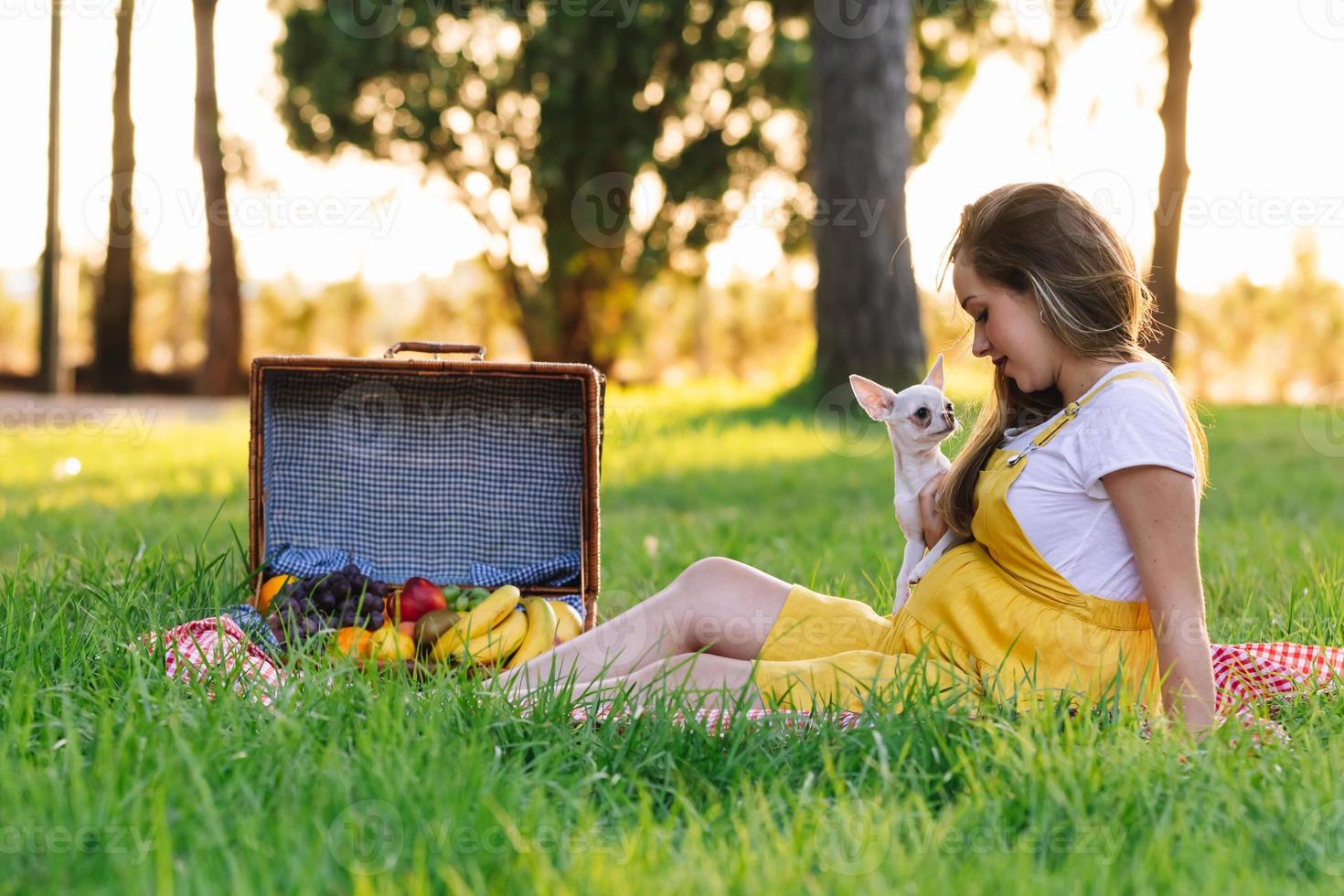 joven embarazada en un picnic al atardecer. con perro chihuahua foto