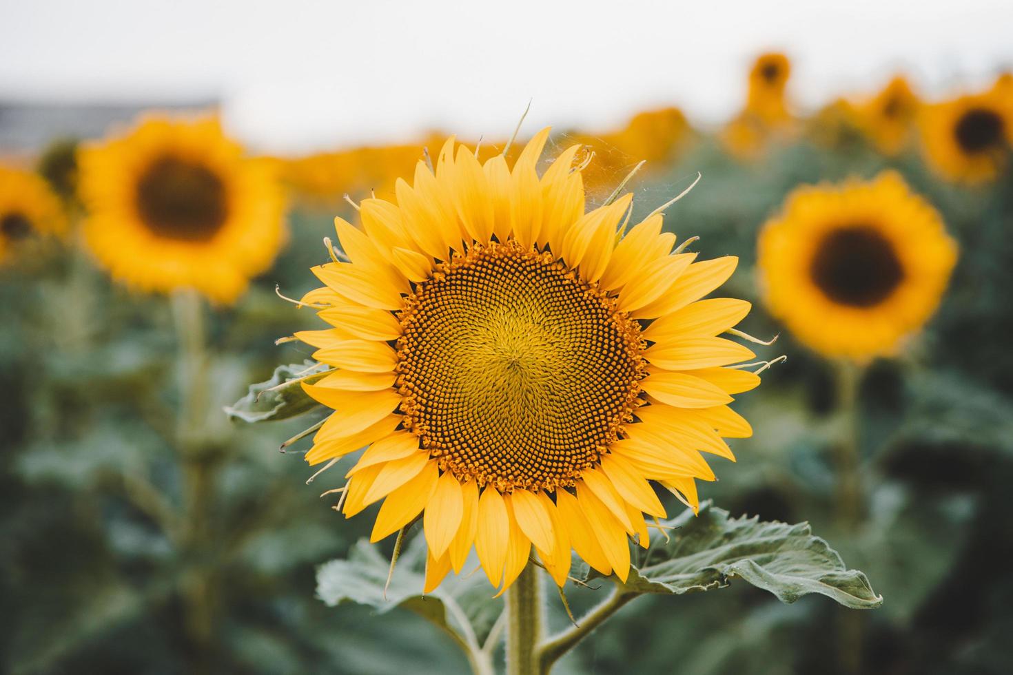 Isolated sunflower in field photo