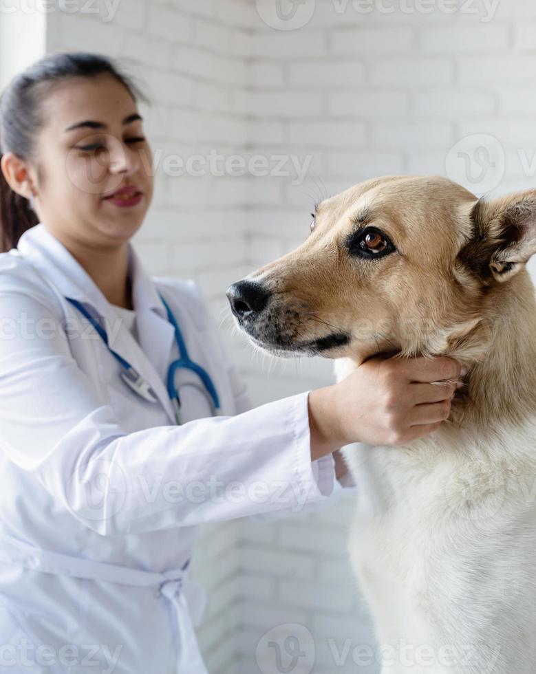 veterinario sonriente examinando y cepillando perro de raza mixta. retrato de mascota foto