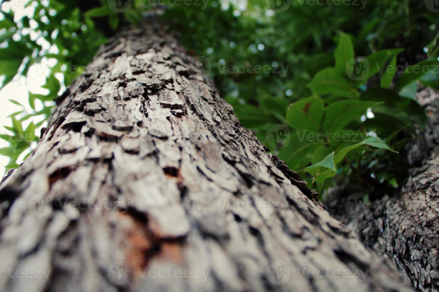 Close up of a tree with a narrow depth of field at cold weather photo