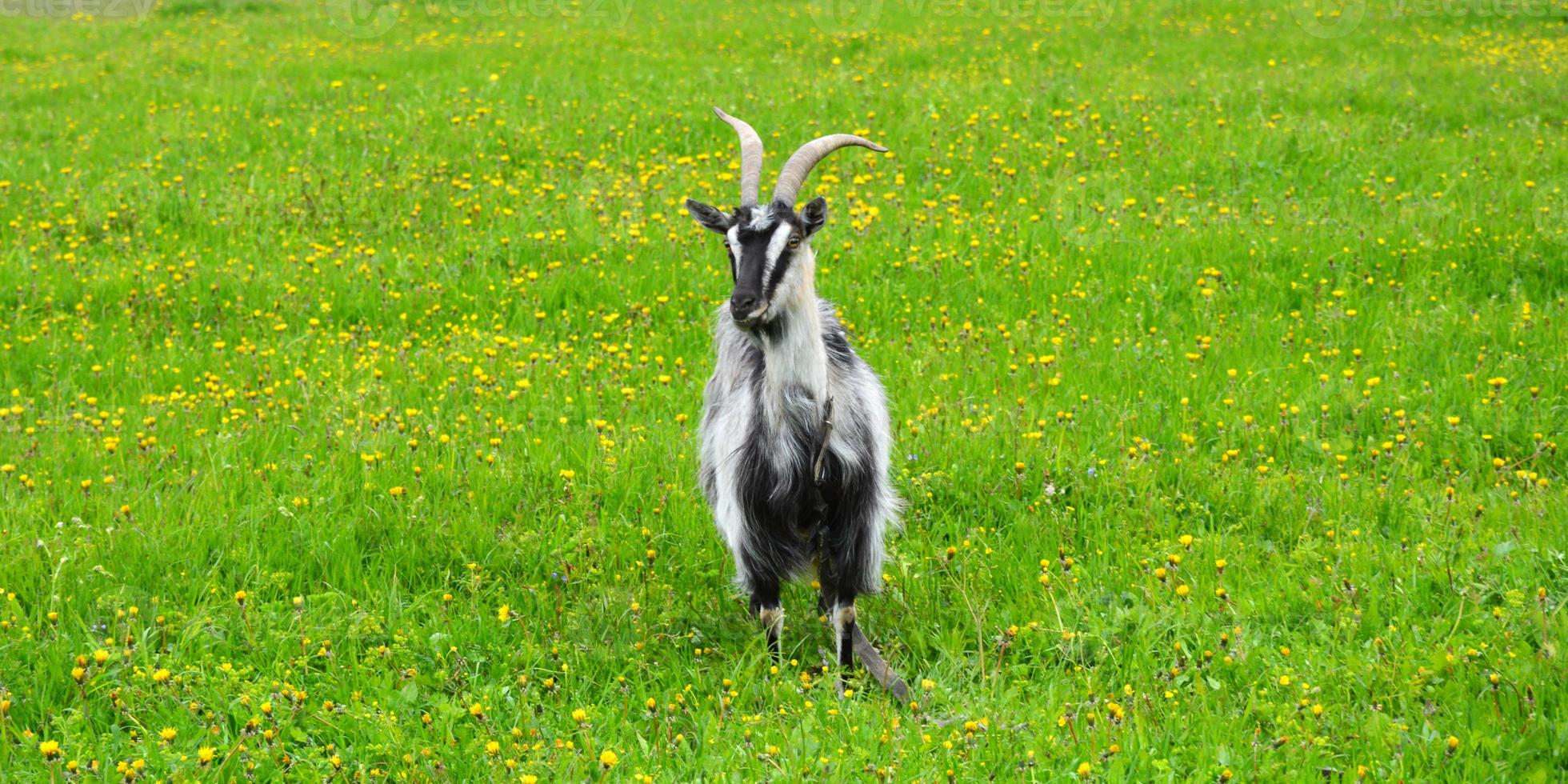 The goat is grazing in the meadow. Goats in the field eat grass. Pet for a walk in the open air. photo