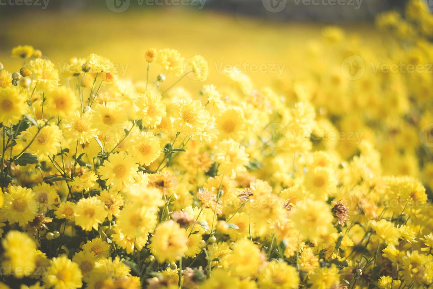 yellow flower field background. chrysanthemum flower photo