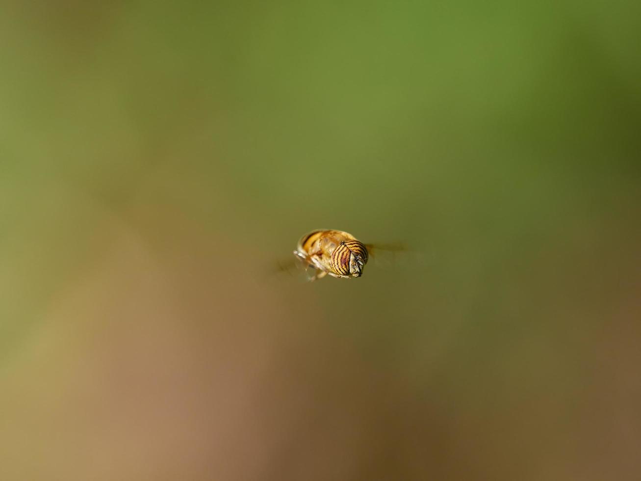 Syrphid Fly, Eristalinus taeniops, near Xativa, Spain photo