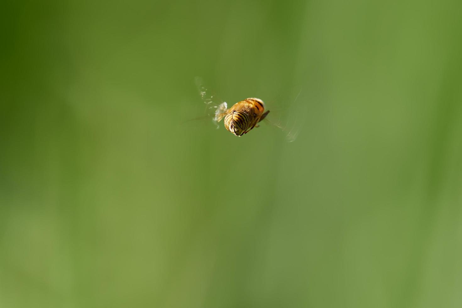 Syrphid fly, Eristalinus taeniops, cerca de Xativa, España foto