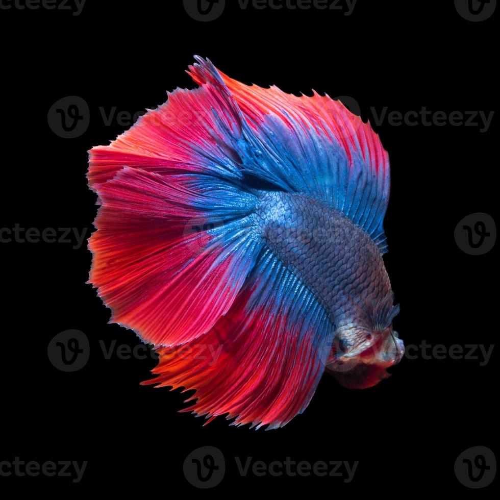 pez Betta o pez luchador siamés en movimiento aislado sobre fondo negro. foto