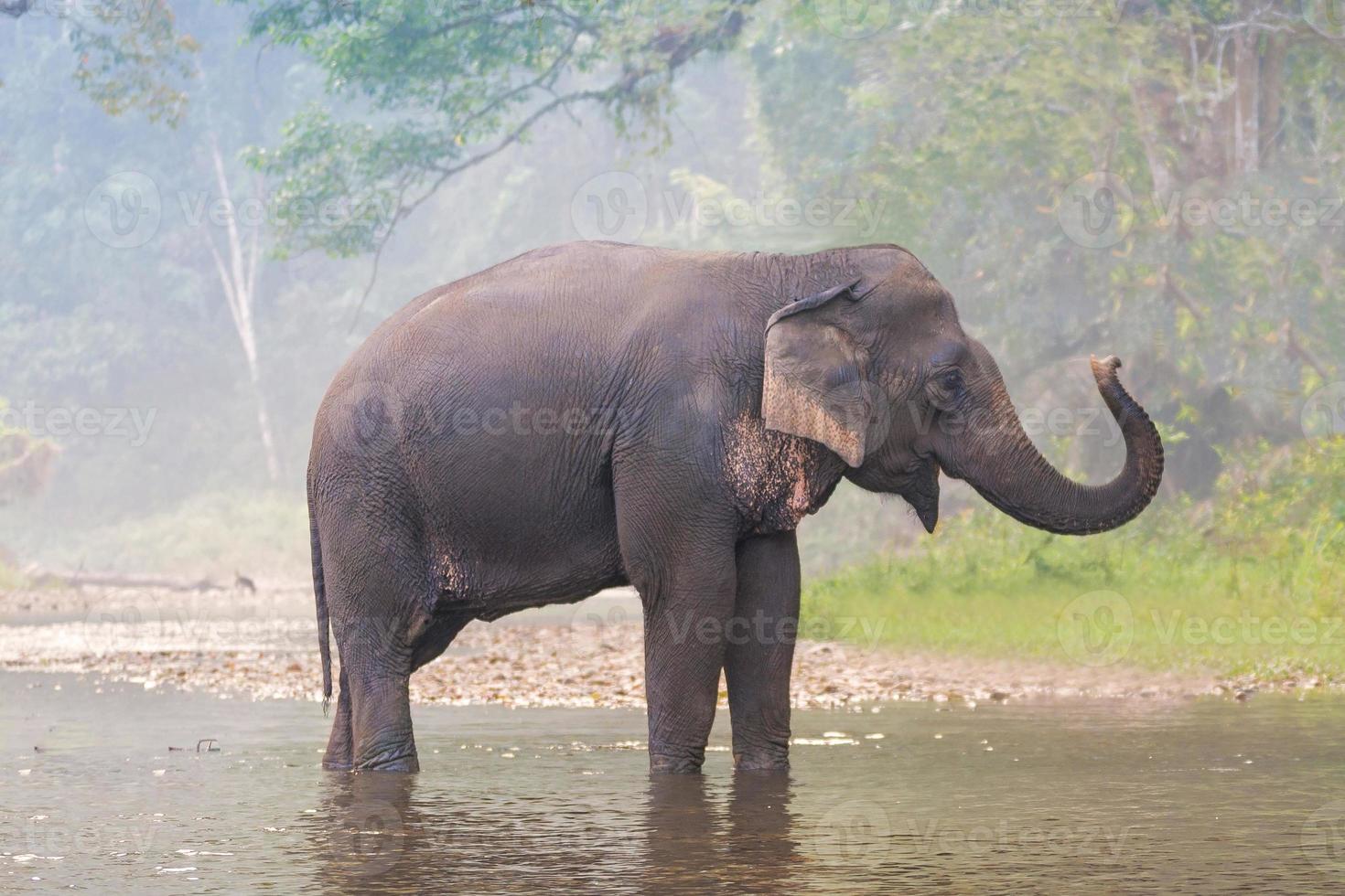 elefante en un río en un bosque profundo foto