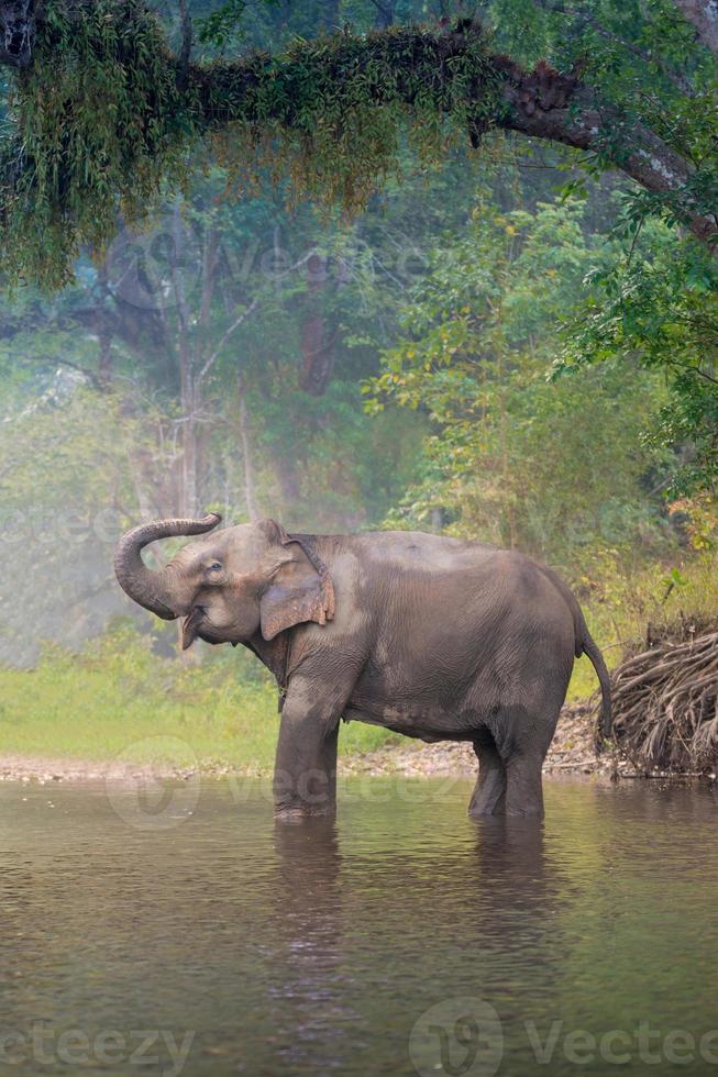 Elefantes asiáticos en un río natural en Deep Forest, Tailandia foto