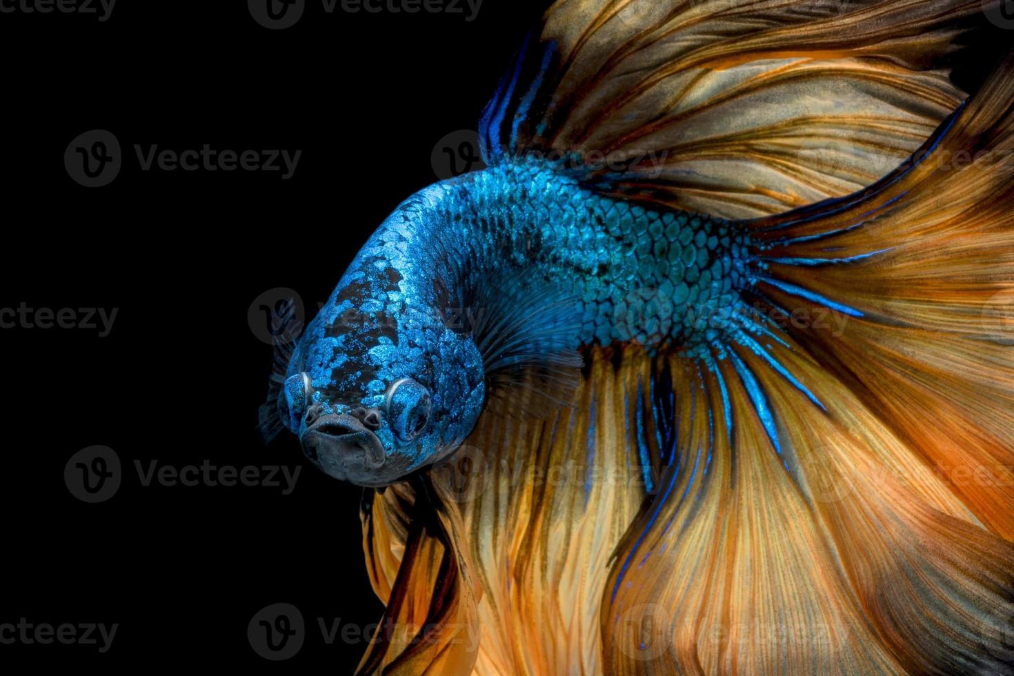 Betta fish or Siamese fighting fish in movement isolated on black background. photo