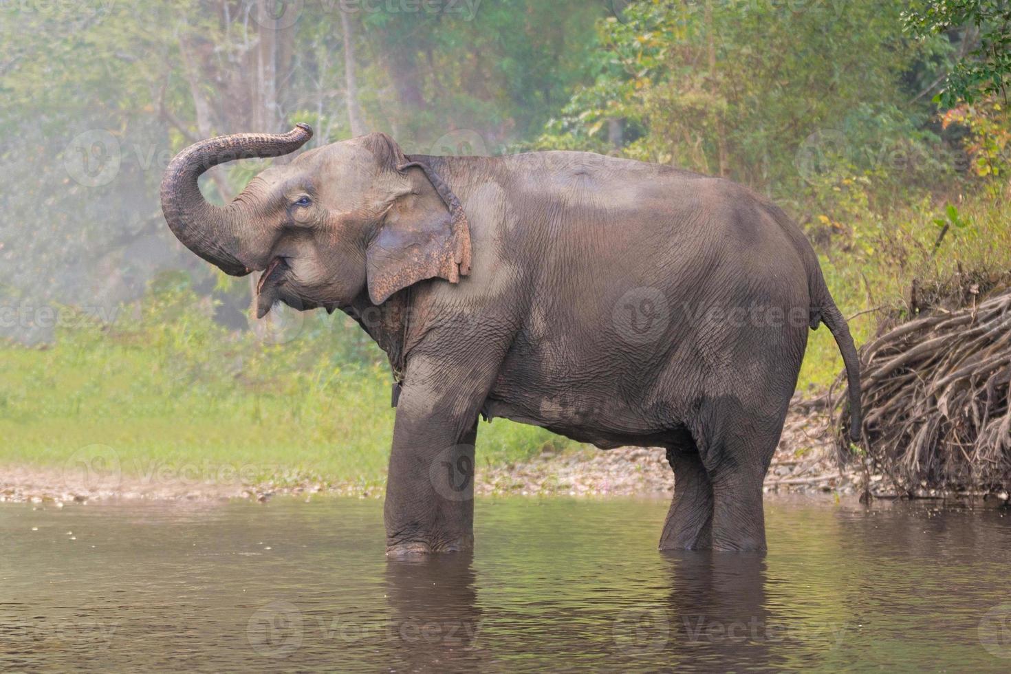 Asian Elephant in a natural river at deep forest, Thailand photo