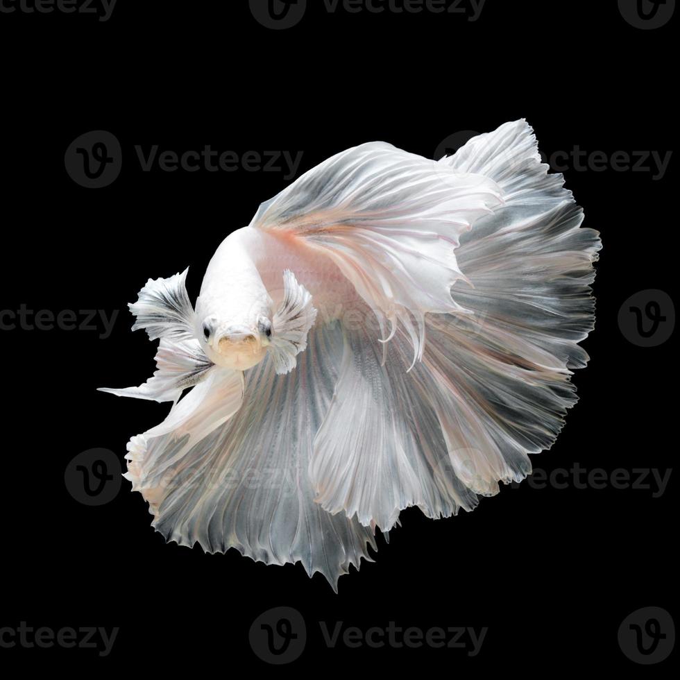 Close up of white platinum Betta fish or Siamese fighting fish in movement isolated on black background. photo