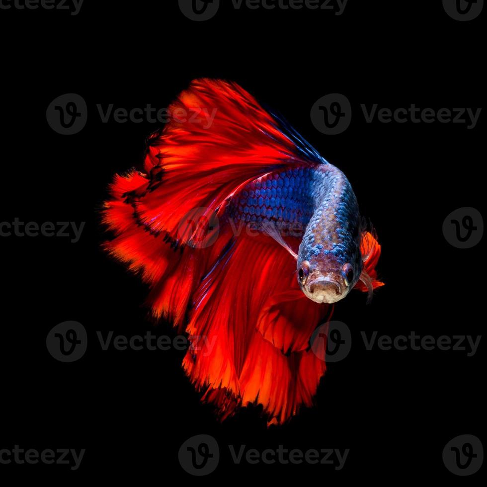 Colourful Betta fish or Siamese fighting fish in movement isolated on black background. photo