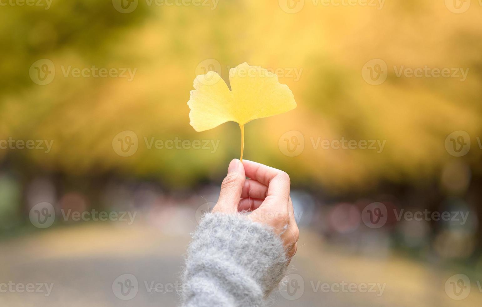 Asian women holding autumn yellow ginkgo leafs on hand with blurred ginkgo tree in background photo