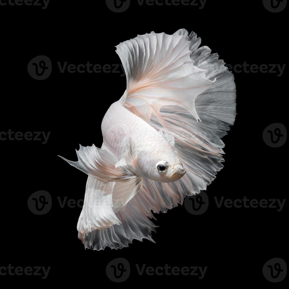 Close up art movement of Betta fish or Siamese fighting fish on black background photo