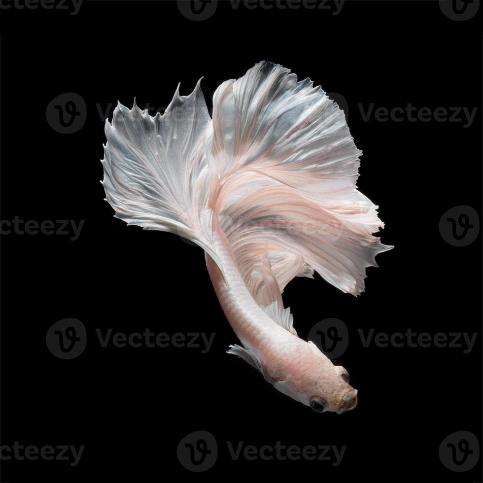 Betta fish or Siamese fighting fish in movement isolated on black background. photo