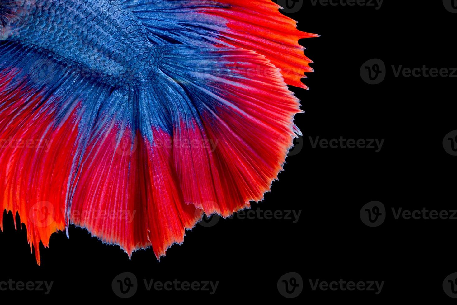 Colourful Betta fish or Siamese fighting fish in movement isolated on black background. photo