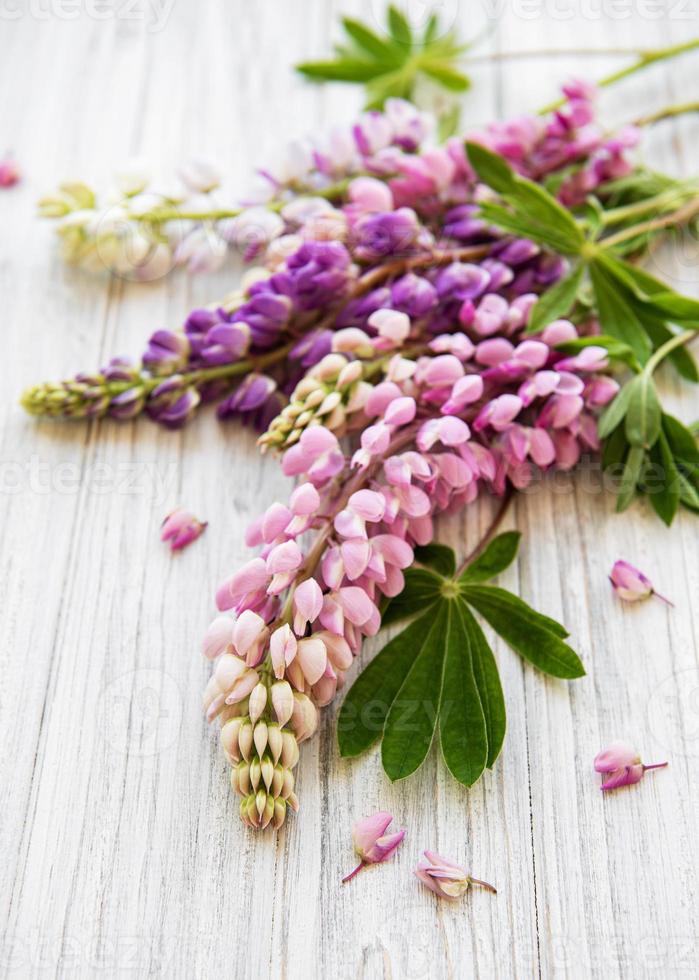 Pink  lupine flowers photo