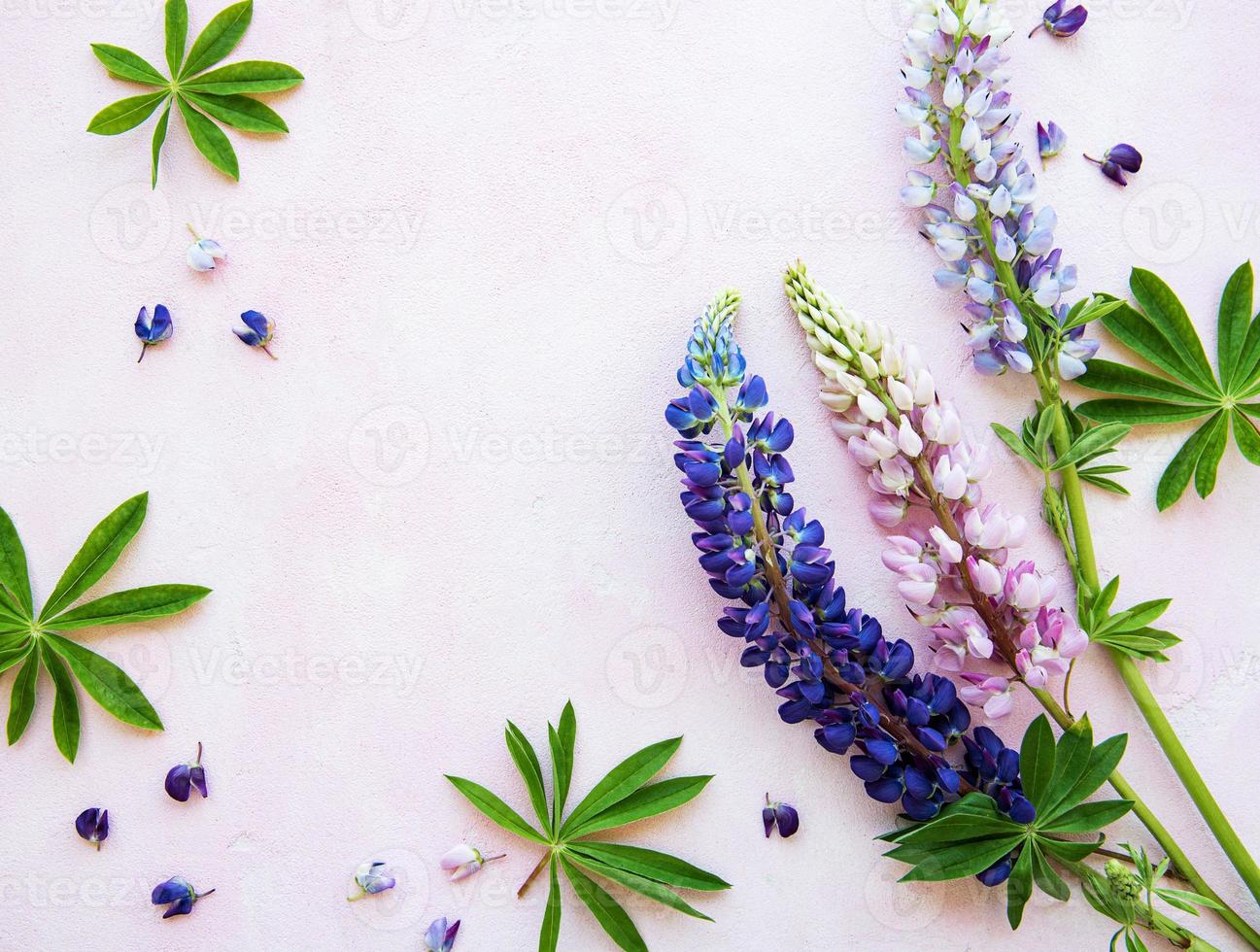 Pink and purple lupine flowers photo