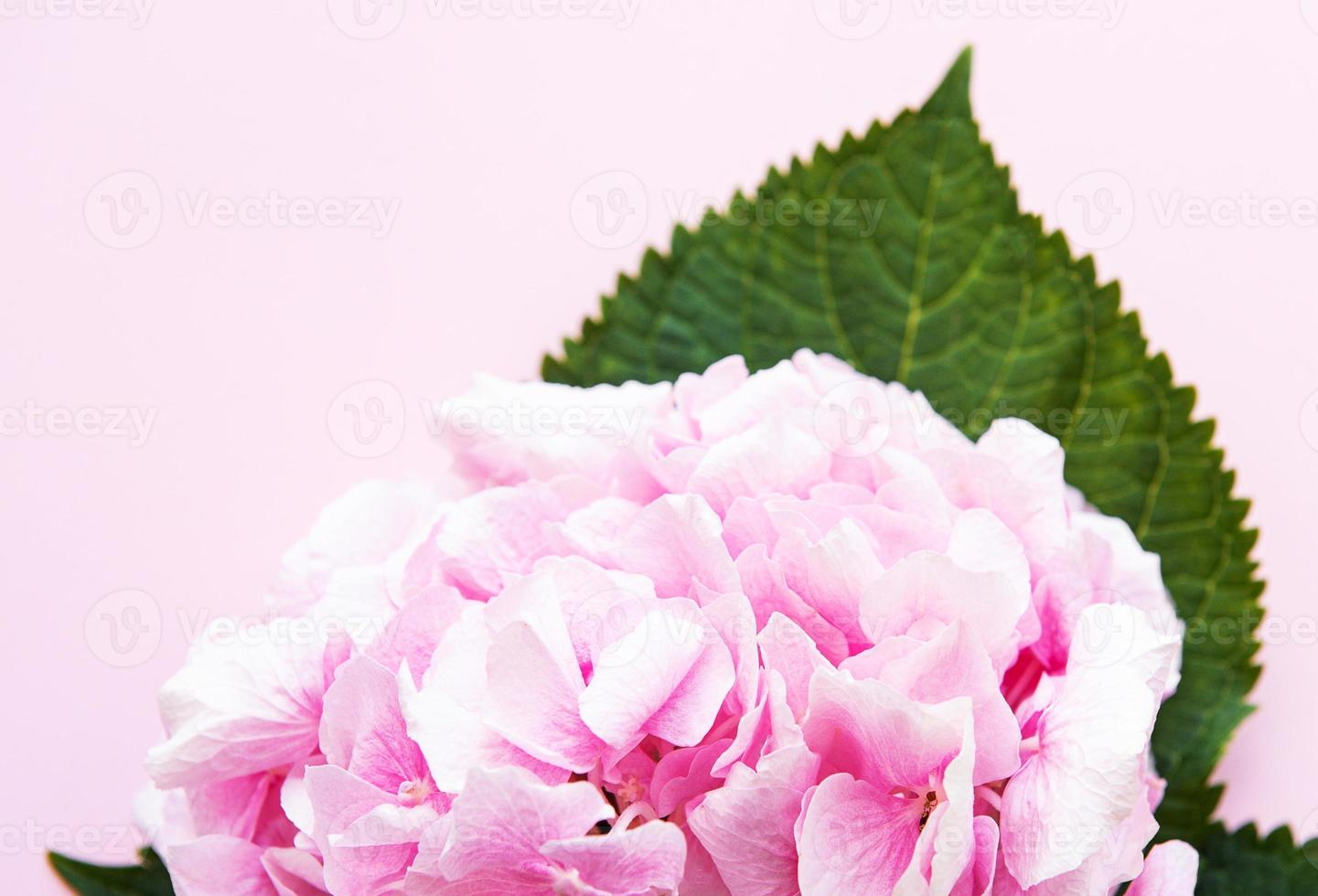 Beautiful pink hydrangea photo