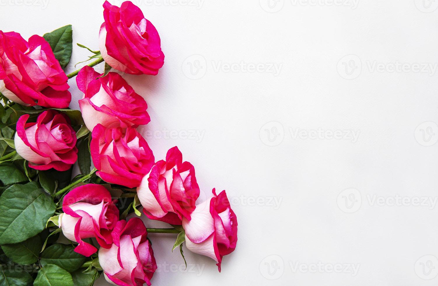 Red roses on a white background photo