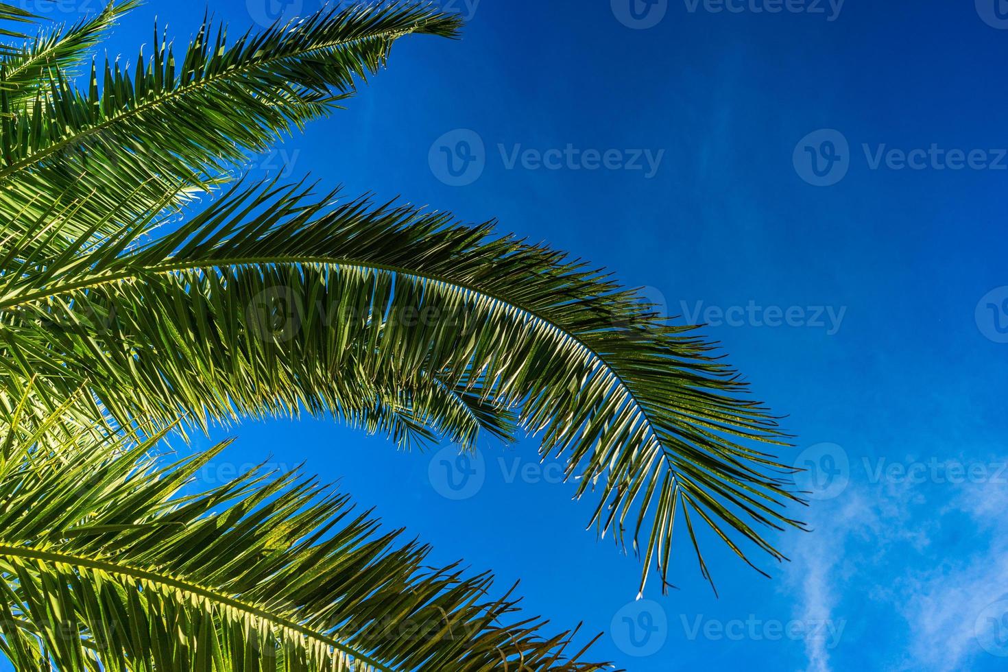 Green palm leaves photo